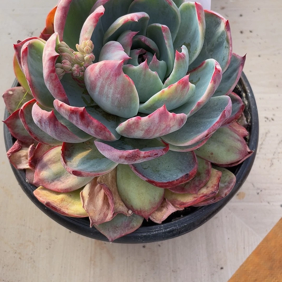 惊鸿020 多肉多肉多肉