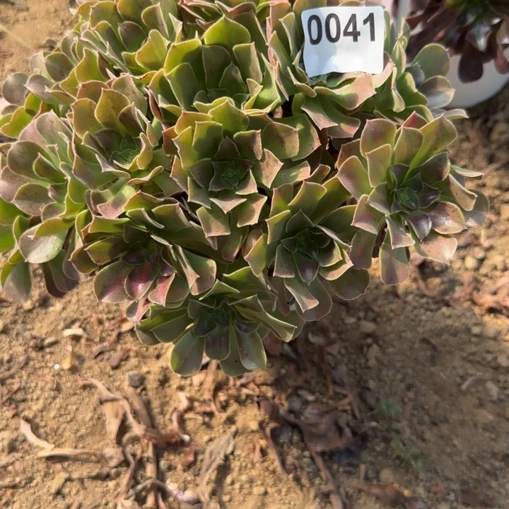 041 清棚处理不包断枝