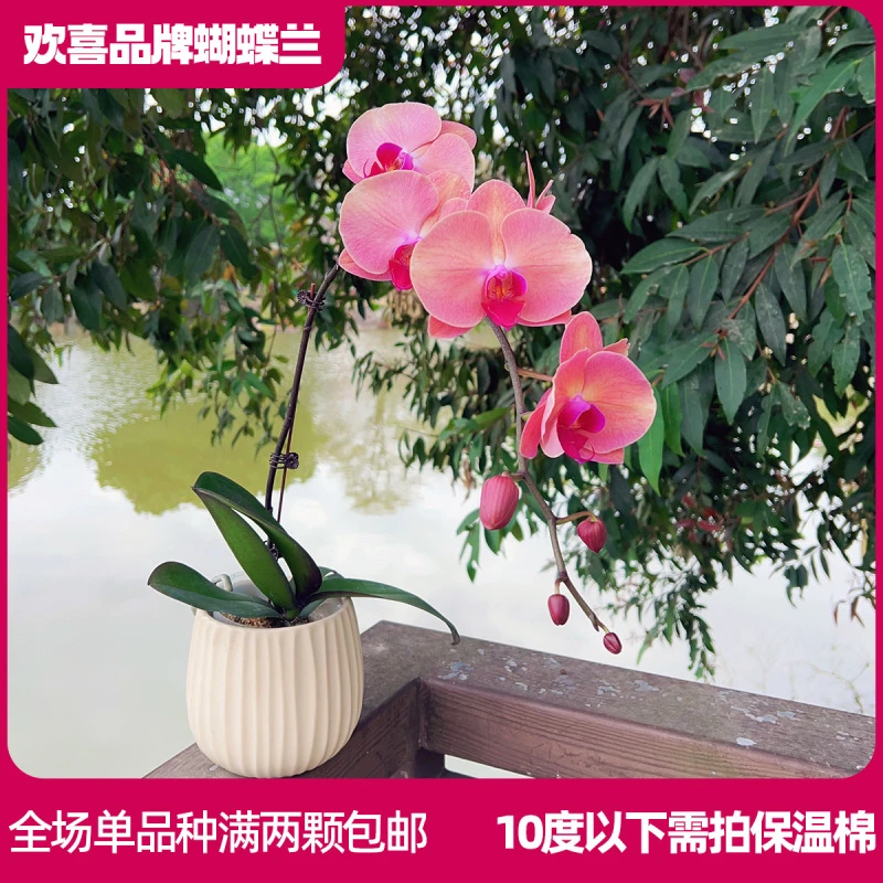 【欣欣向荣】精品蝴蝶兰鲜花绿植室内花盆景