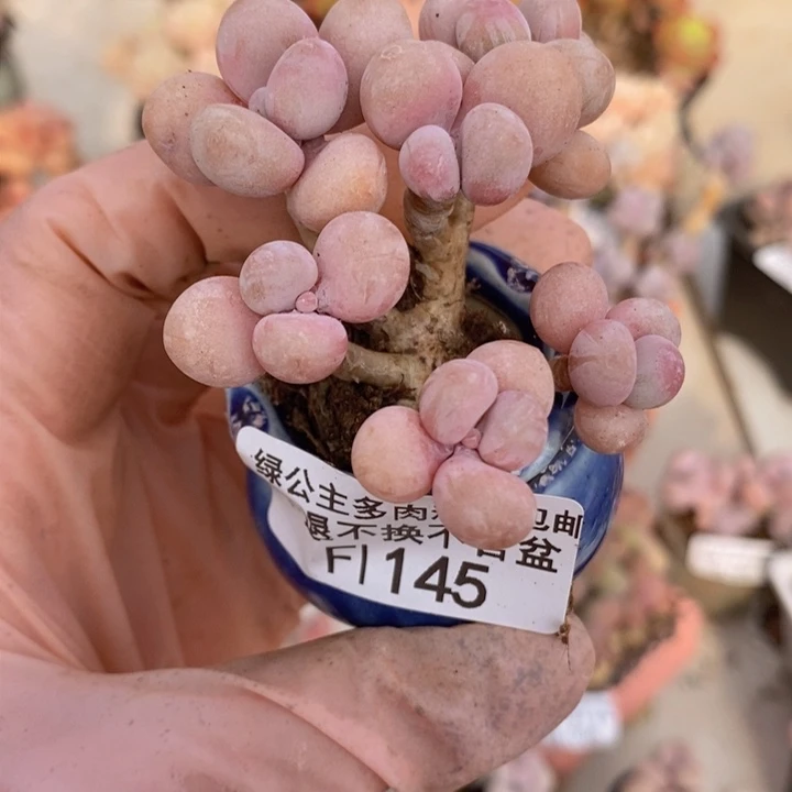 糖果桃蛋老桩145多肉植物