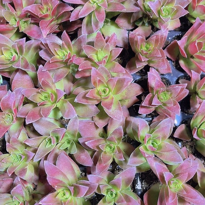 精品火祭多肉植物