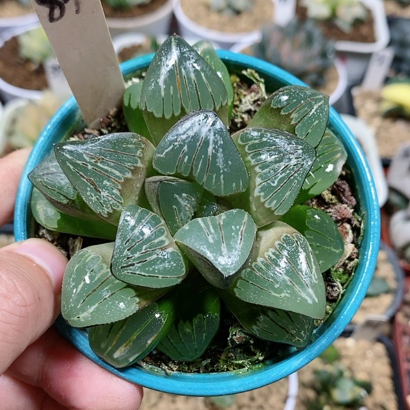 【闪购商品】84银龟