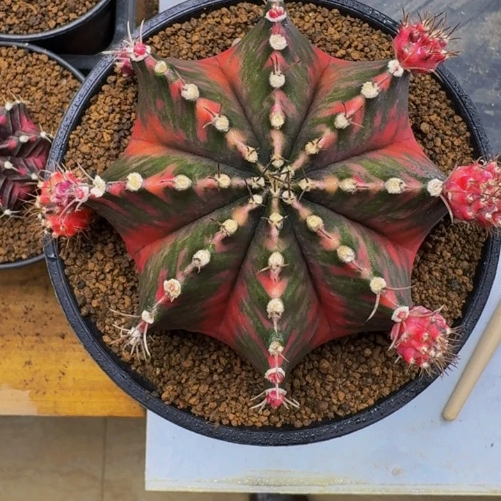 出侧牙0000000000288