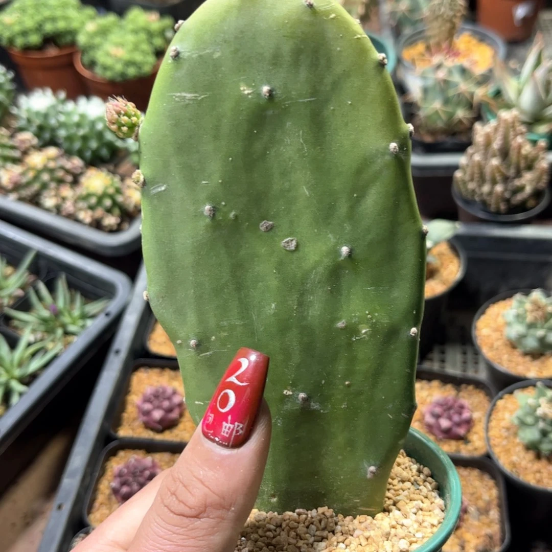 胭脂单头发货无根单头