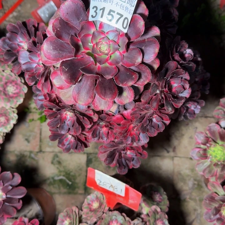 31570丽娜多肉植物