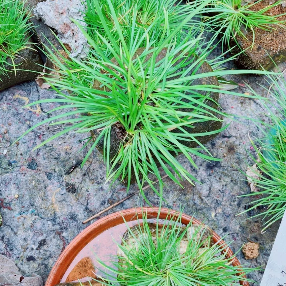 执***头无花朵执拗石头附石一颗999998