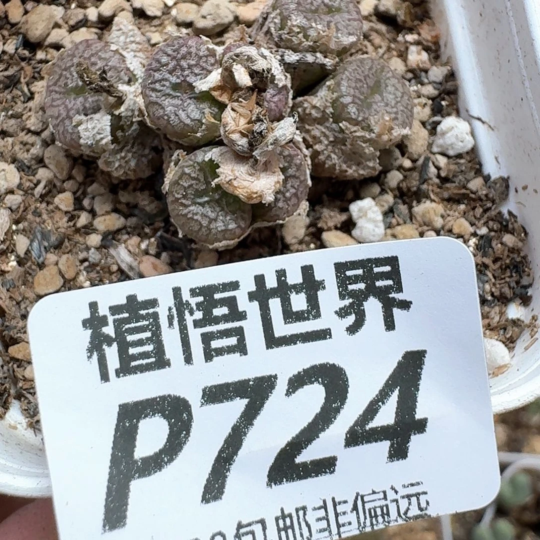 多肉植物的润泽地方