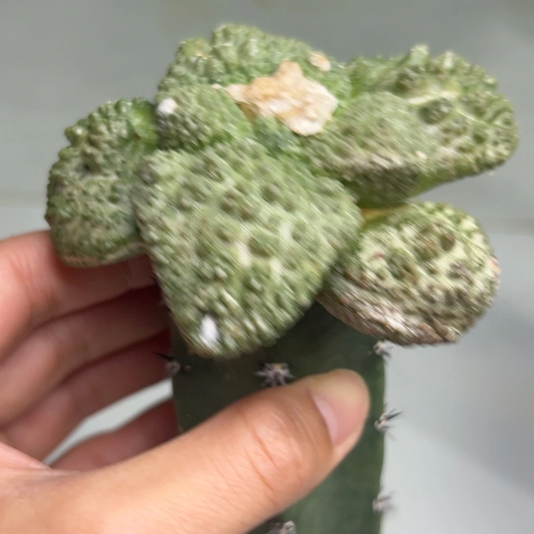 242 仙人球的比赛将