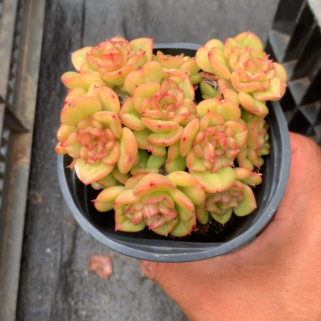 人工关节治疗和各种