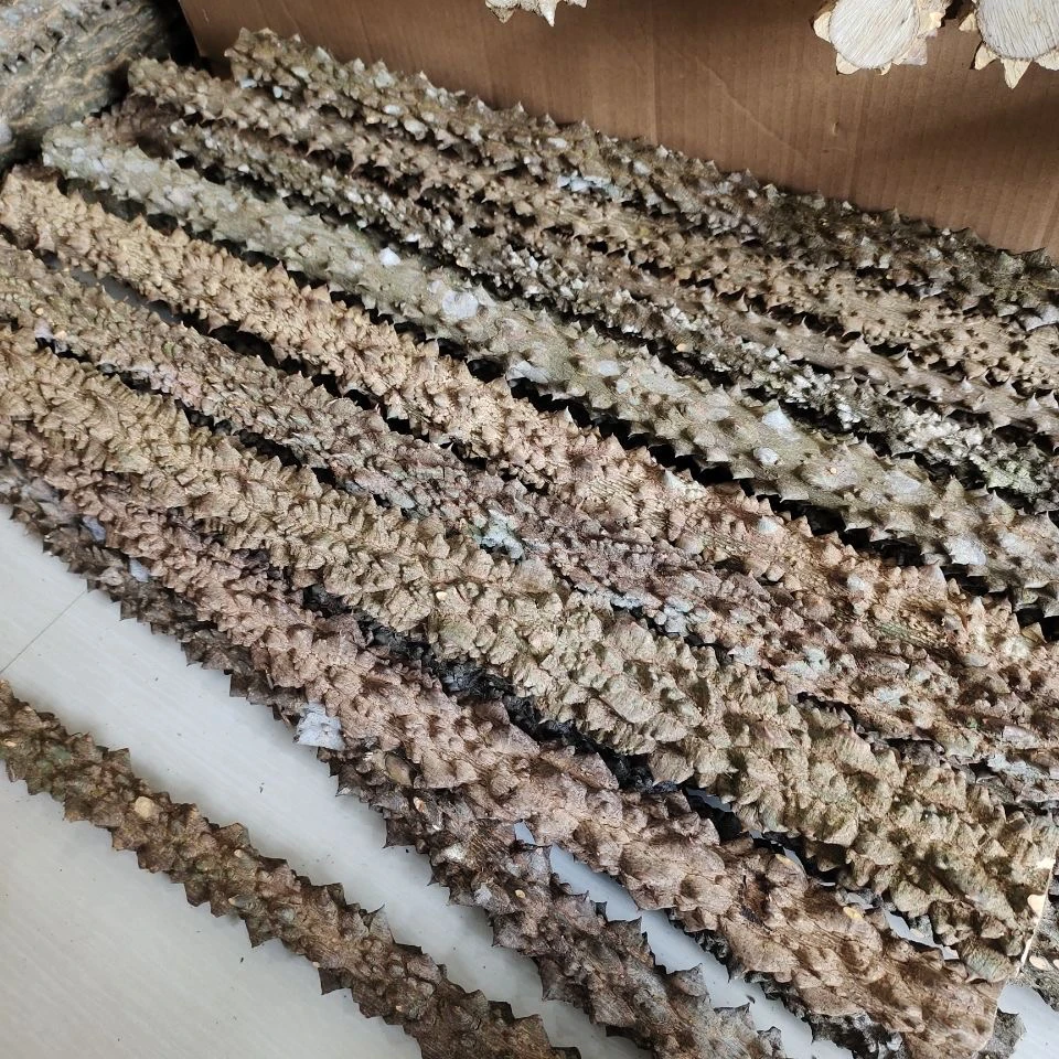 野生南方花椒木无味品种历史以来是南方人家家户户不可缺少的宝贝