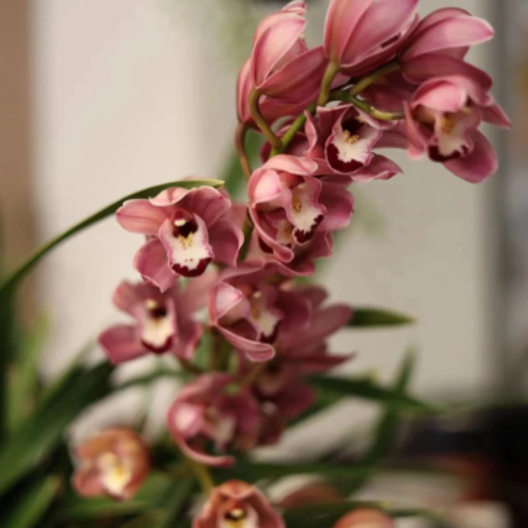 蕙兰中国龙----大花蕙兰盆坏不售后·保温棉不拍冻坏不售后