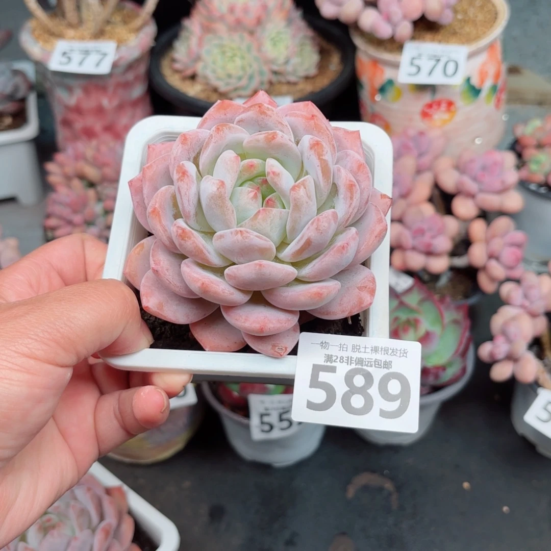 橙梦露多肉多肉多