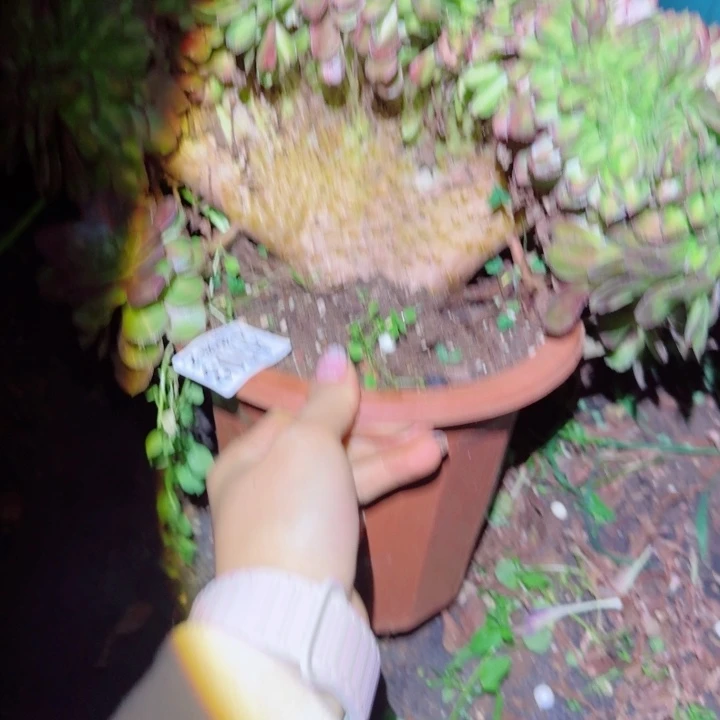 703抹茶缀化多肉植物满28包邮