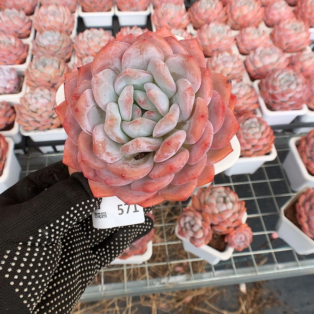 571蒙克多肉植物666