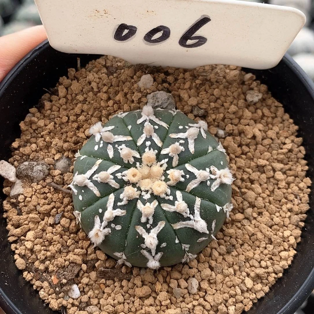 006v兜系列产品的
