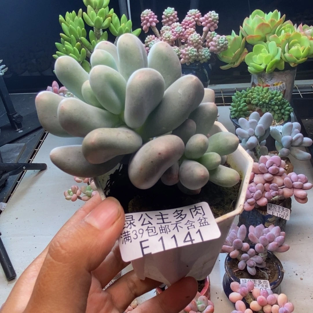 141米可奶多肉7c m