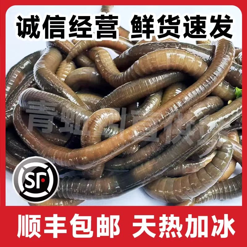 江苏鲜活现货青黑蚯蚓活饵钓黄鳝鲶鱼，现挖现发顺丰包邮