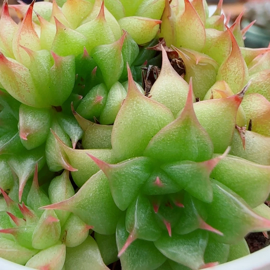 花语逸镜1001-107睫毛精散