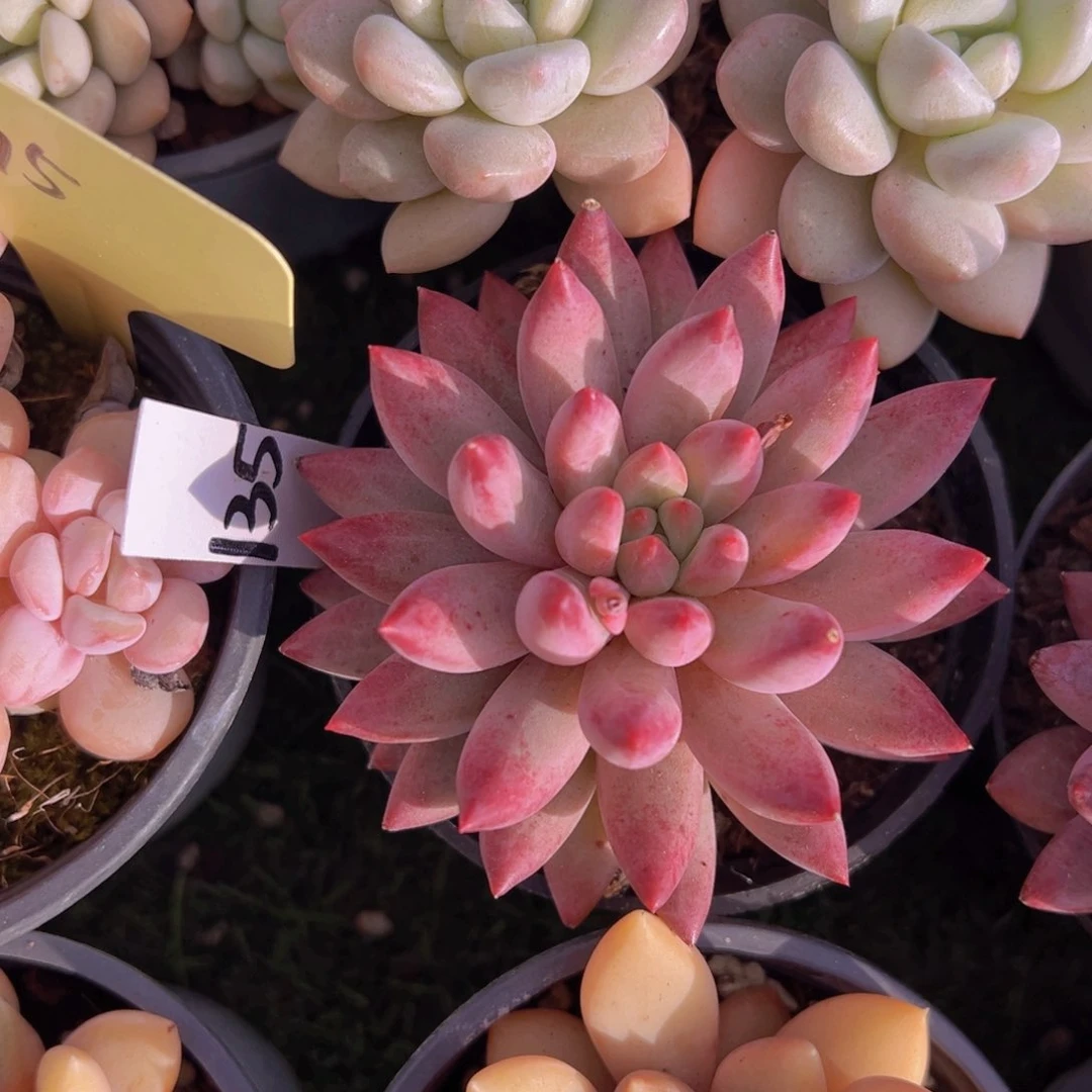 香玉的故事是一个人的故事吗