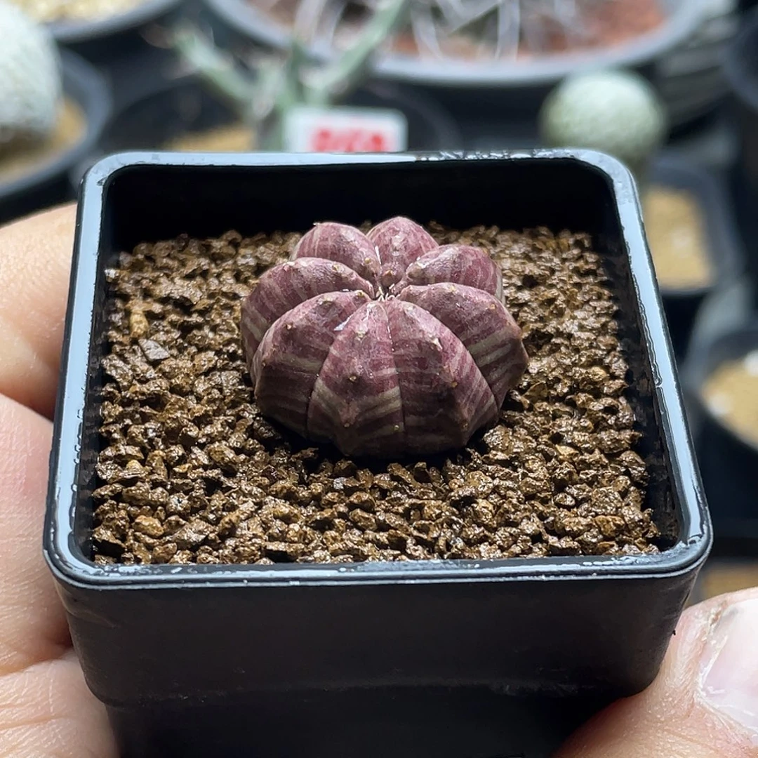 实生紫肌神玉欧系布纹球