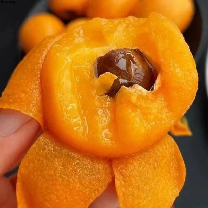 【只发新疆】2kg净重 大果  蒙自枇杷  新鲜到货 产地直采