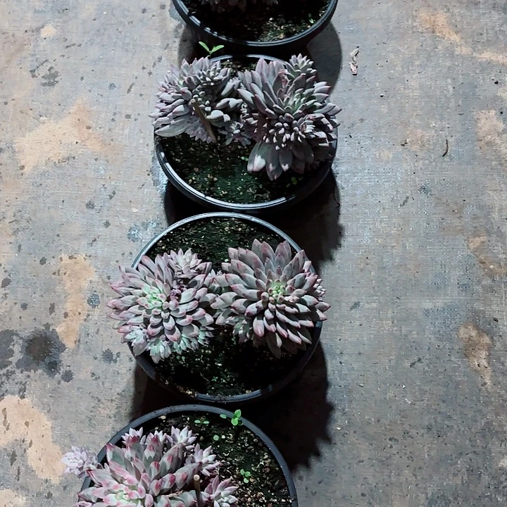 流沙体虞美人精品多肉N多头