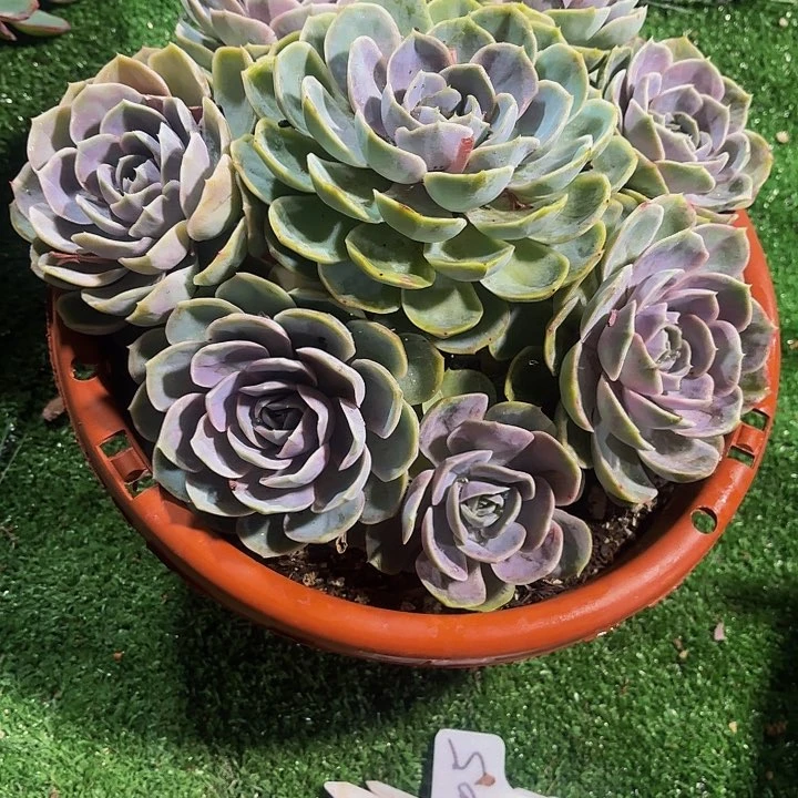 大****西丽娟花卉蓝色惊喜