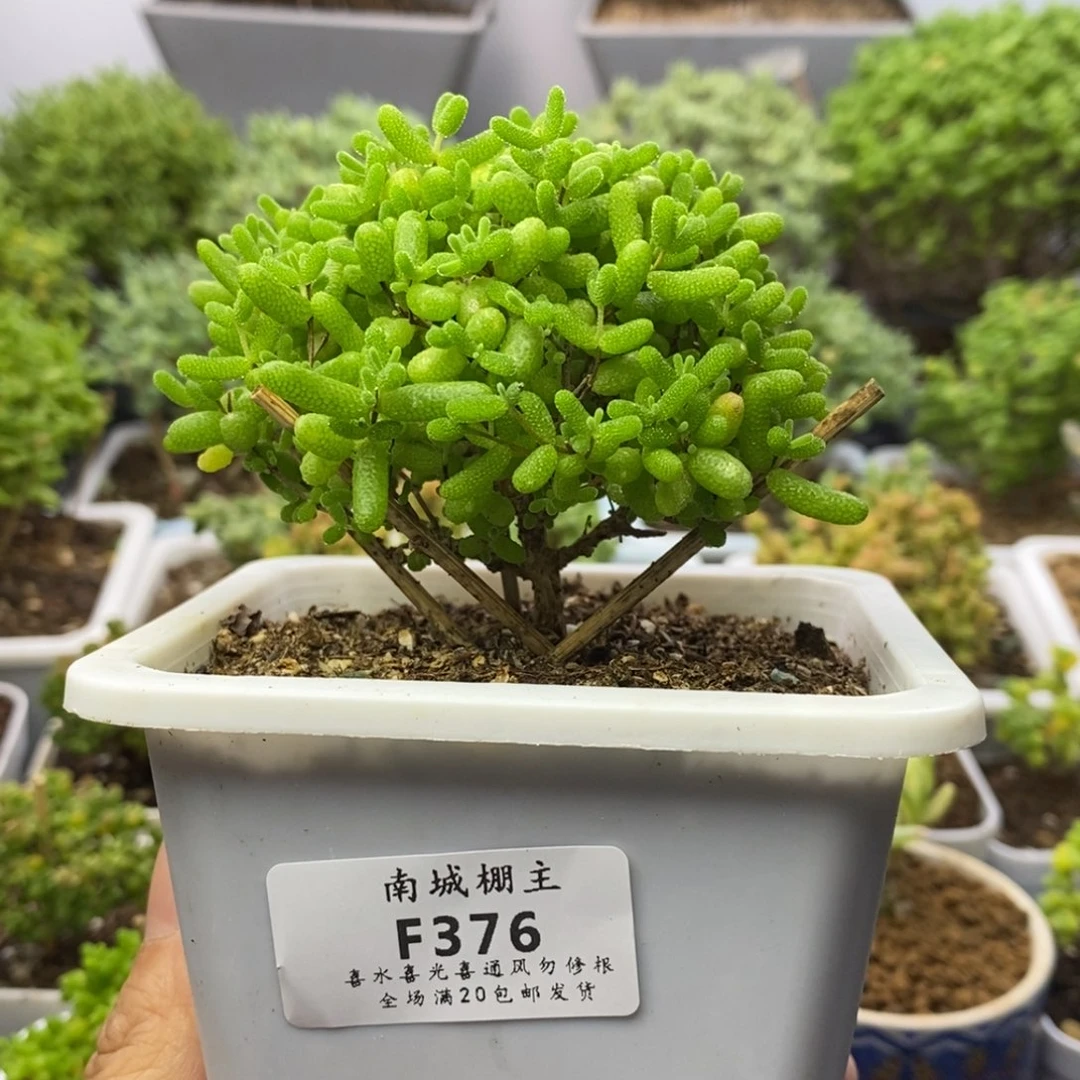 376蜜橘糖球枝干