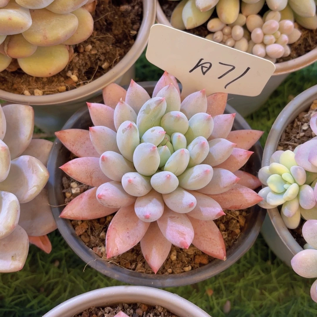 小***堡云南金致家精品多肉