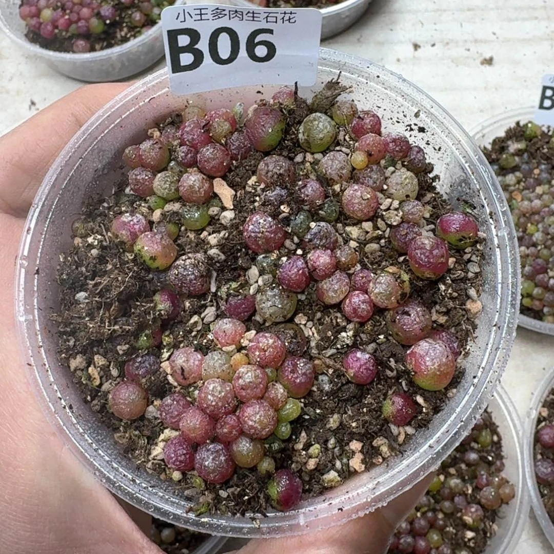 B06。小灯泡一盒。