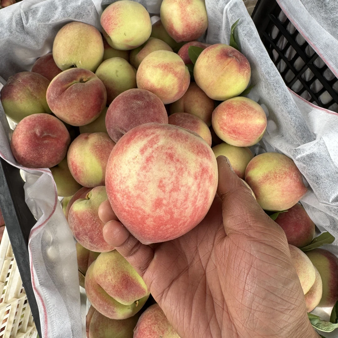 【顺丰包邮】湖北仙桃特产现摘5月桃家乡桃毛桃