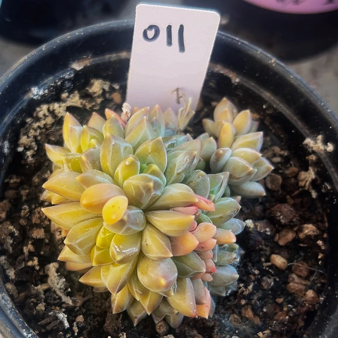 桔云多肉美人精品系列