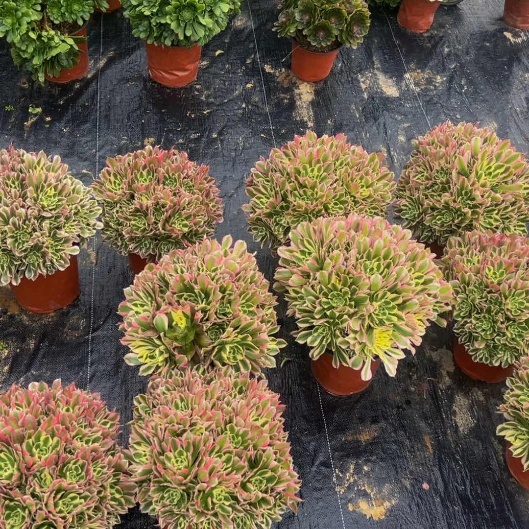 白凤多肉植物捧花的