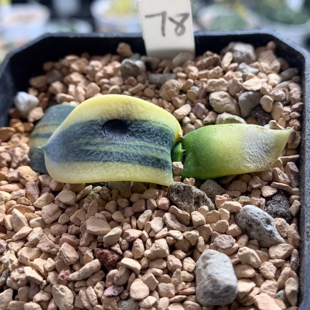 78蜗牛有伤介意勿拍多肉