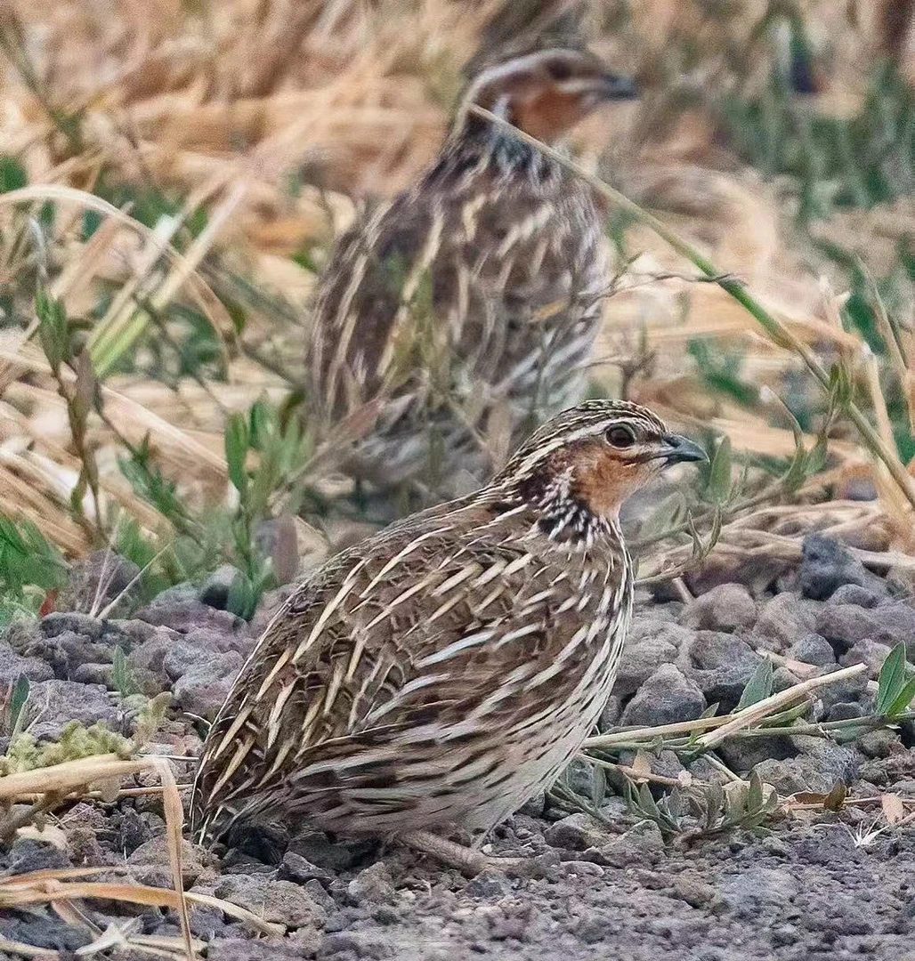 精品生头标本 包邮到家