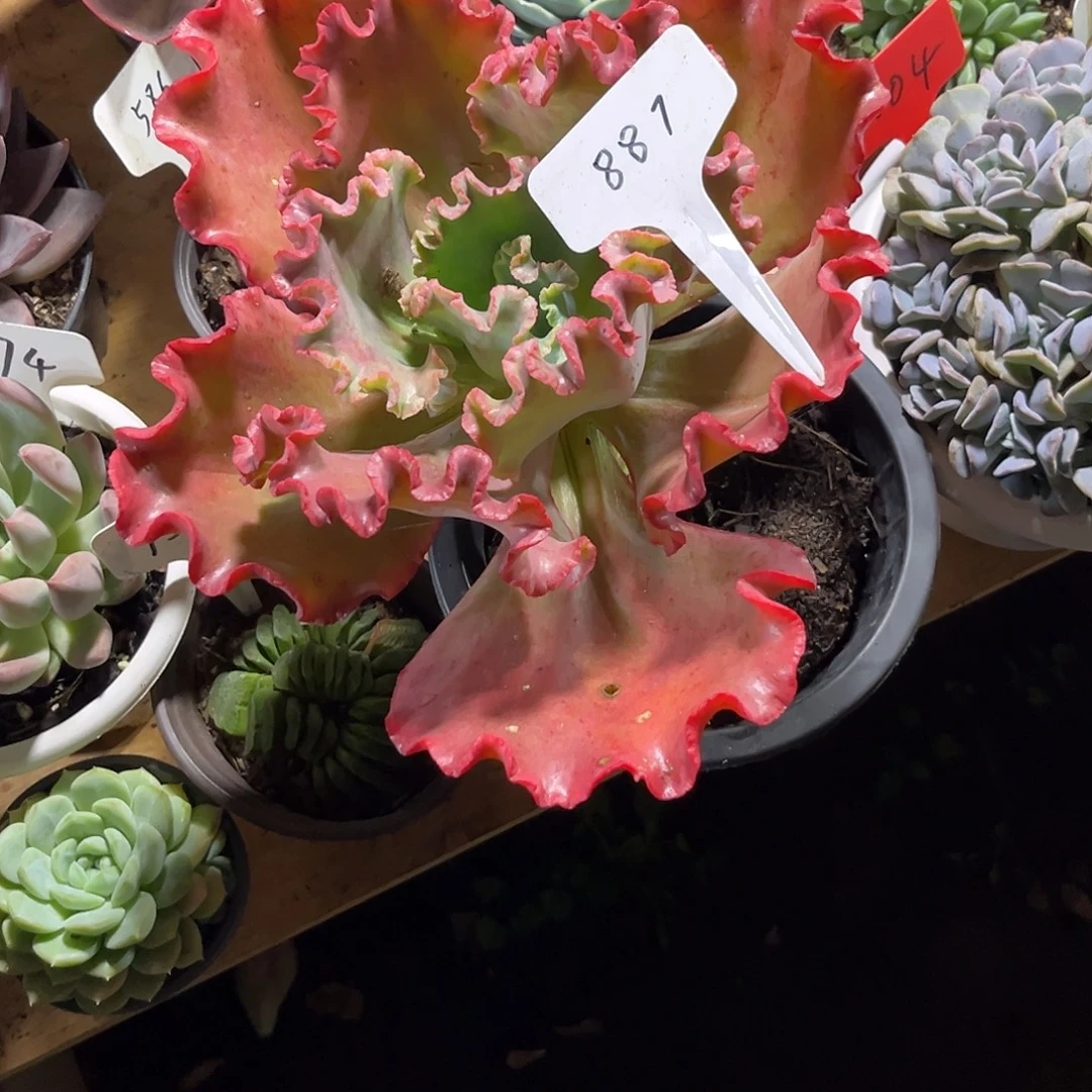 郭***芬0000000000000000887