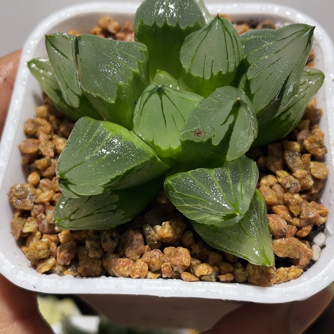 万象盆冰城寿多肉