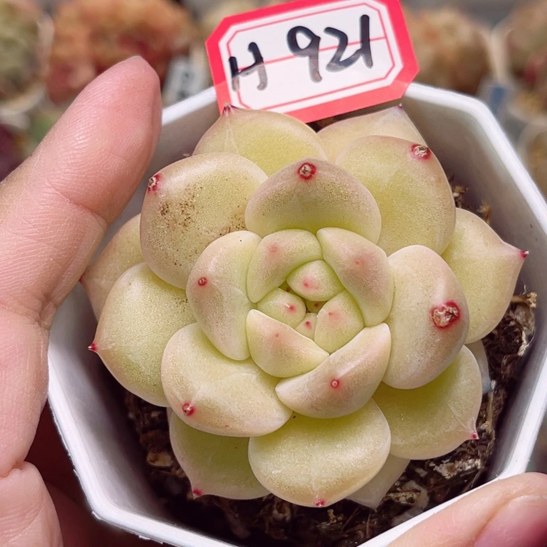 H921一物一拍 竹林