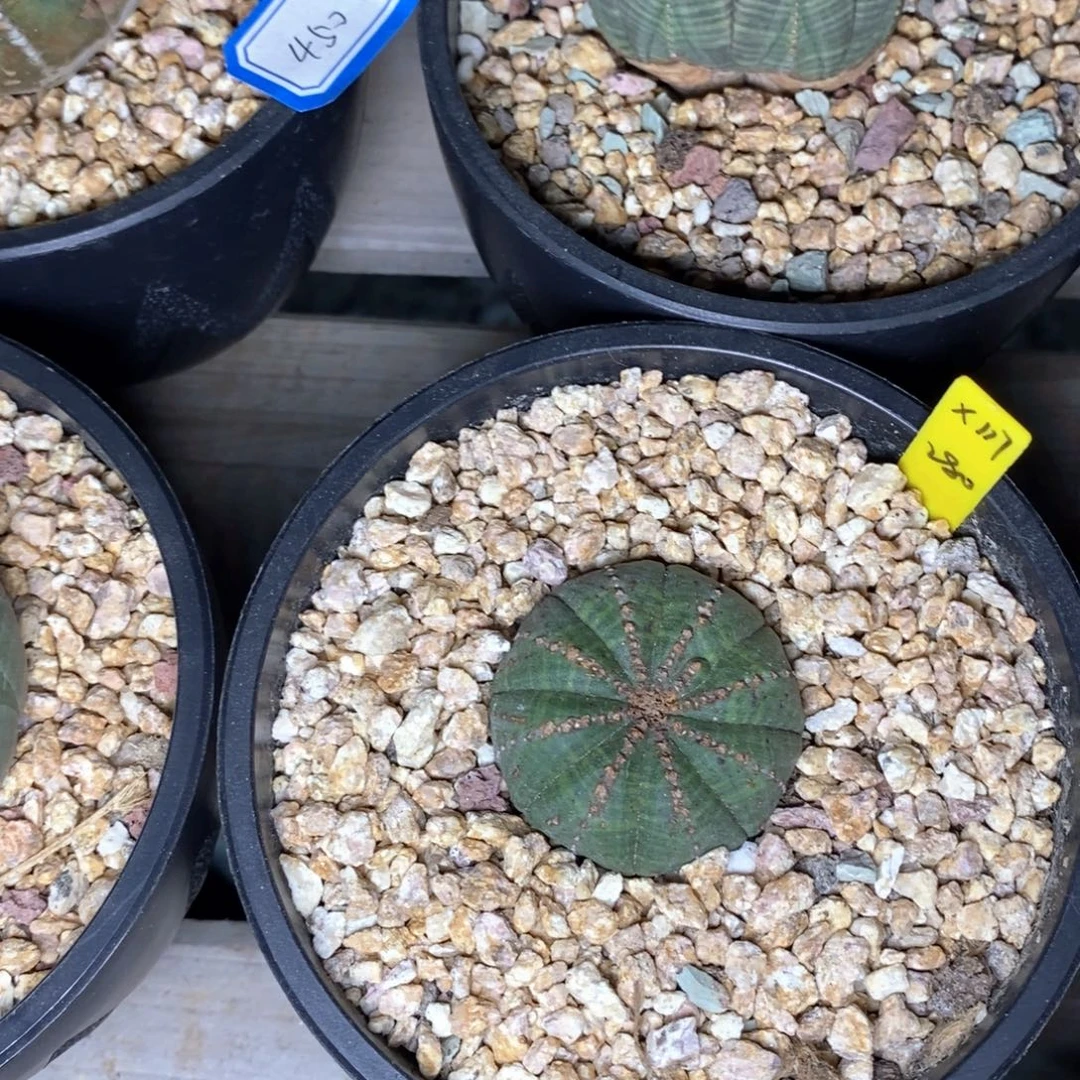 6欧系实生布纹球 一物一拍