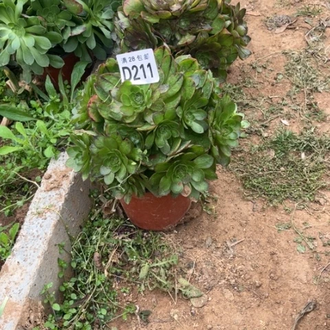 211万拉丝不包断枝