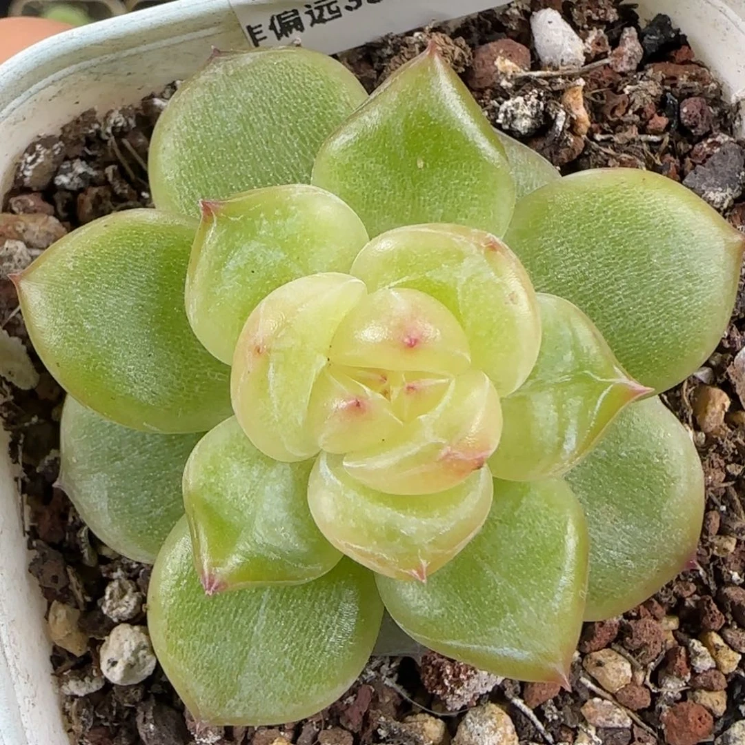15东篱下多肉植物哈哈哈哈哈