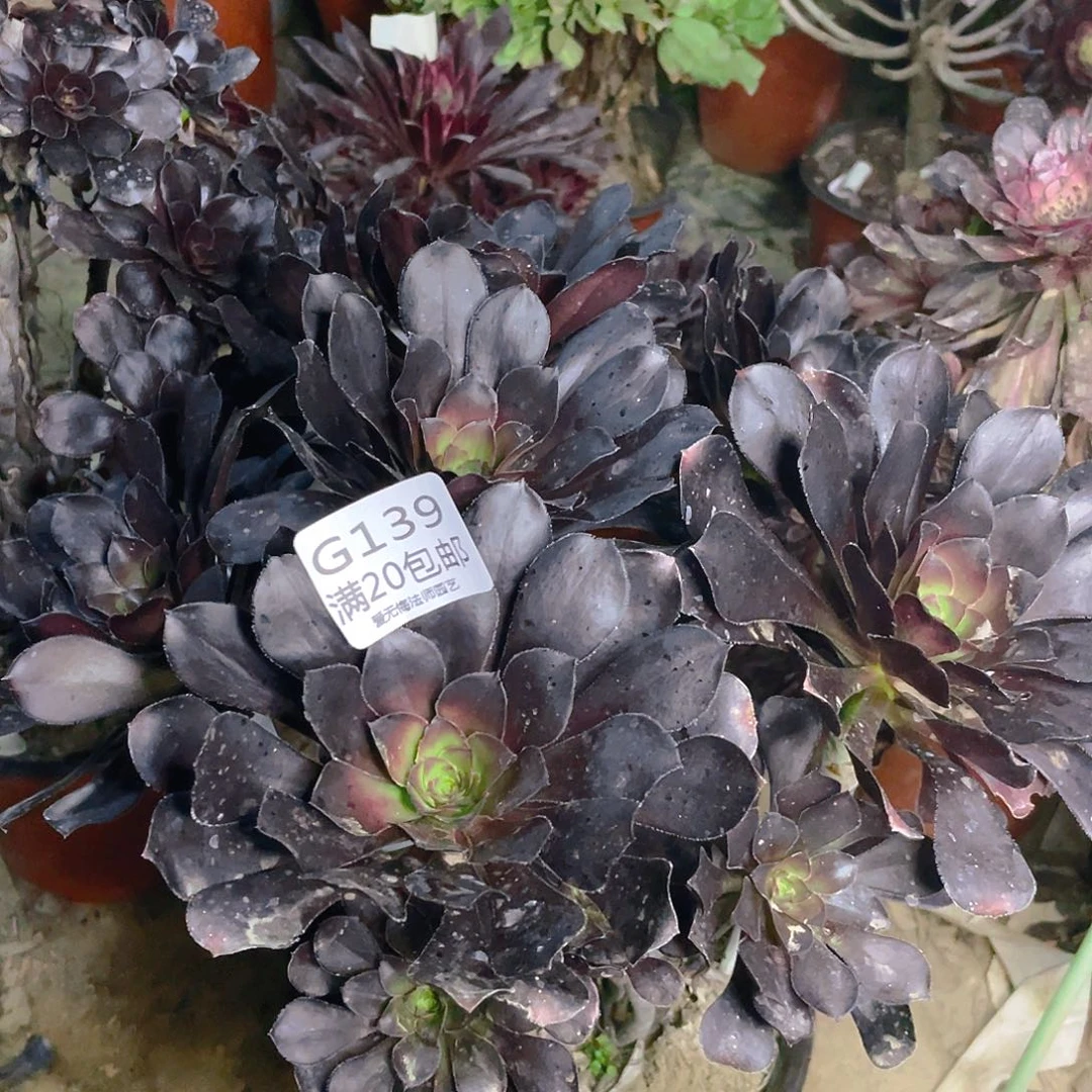 悠****果139黑原叶多肉法师