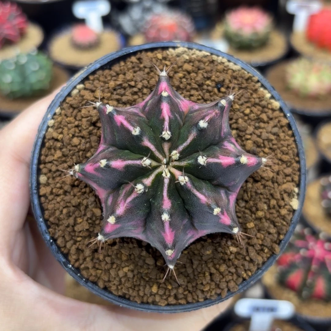 5.9cm泰系实生 开播福利