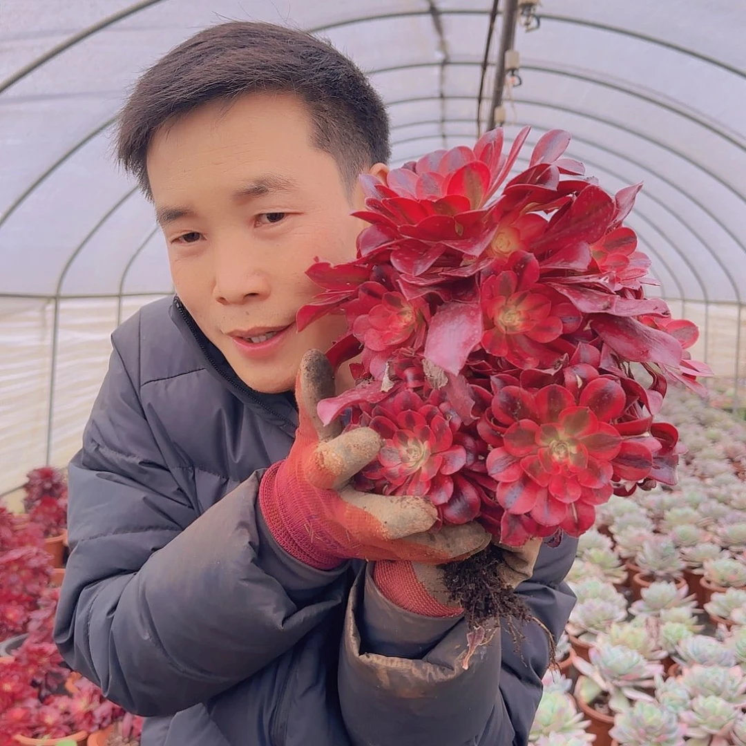 盆栽美杜莎多肉多肉