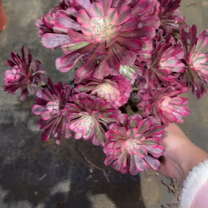 一物一拍红铜超白57