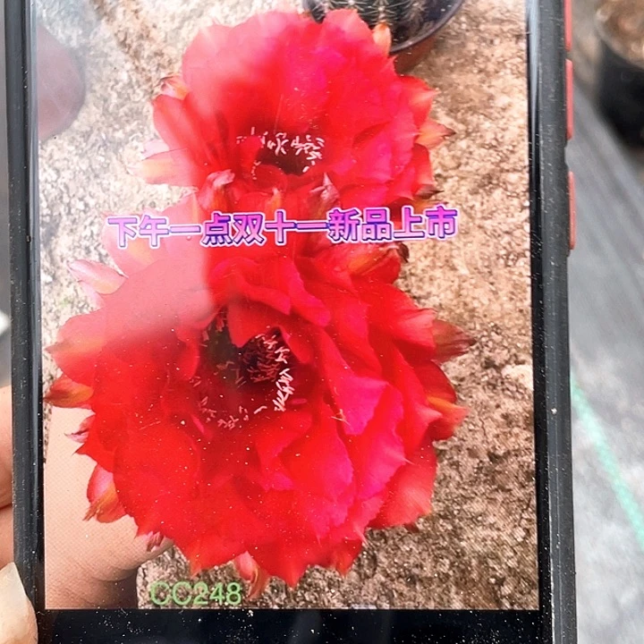 cc248自根7公分左右