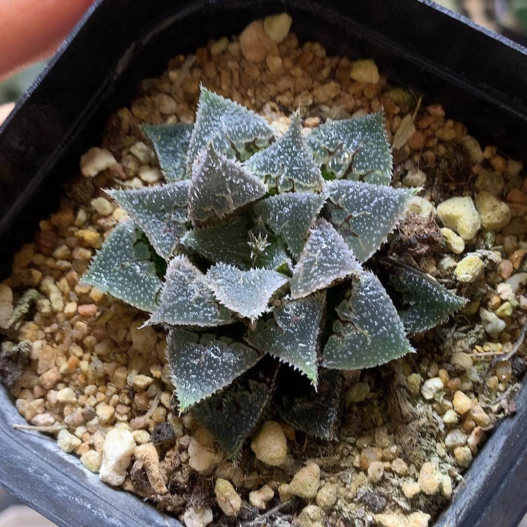 实生玉露带盆土发货发货t