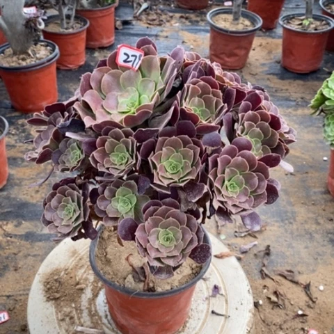 欧子捧花一物一拍