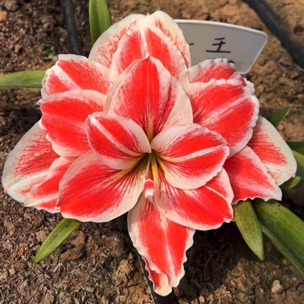 【女王】★重瓣朱顶红种球室内外盆栽阳台花卉