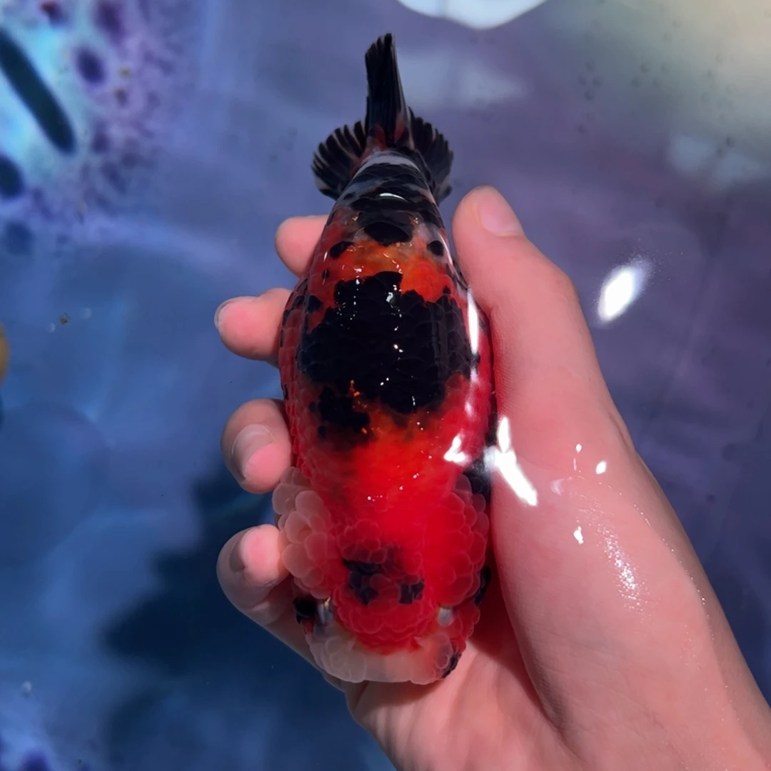 海水鱼买够三条顺丰包邮陆运